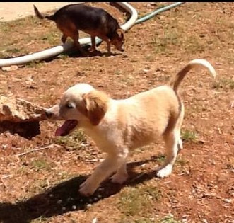 Earthquake Puppy strolling in the garden at Keith and Julia Preston's pet hotel with one of their resident dogs. Photo: Julia and Keith Preston
