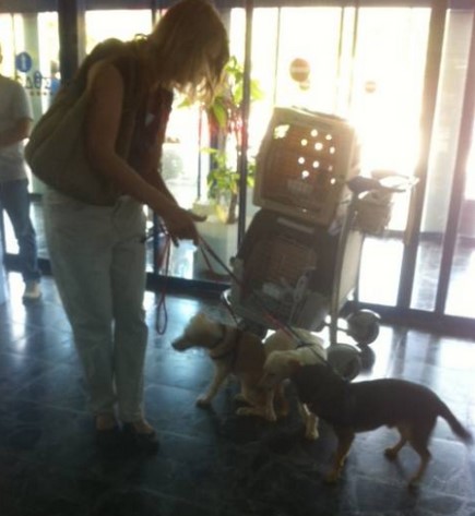 Veteran animal rescuer/rehoming specialist Claudia Stellatou delivering Earthquake Puppies to the Kefalonia airport for their flight. Photo: Pat Dolman