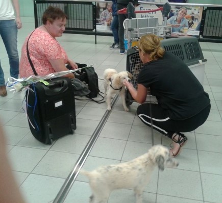 Earthquake Puppies lovingly greeted upon arrival in Amsterdam. Photo: Courtesy Gaia Dogs