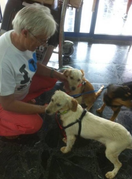 Pat Dolman, head of Kefalonia Animal Trust (KATs), found time amidst her own packed schedule of fostering and fundraising to help Stellatou see the Earthquake Puppies off safely. Photo: Claudia Stellatou