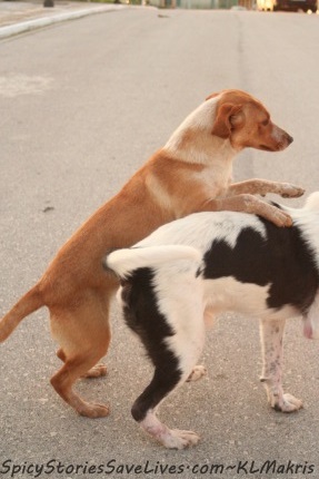 Swept off the royal paws by Prince Agapi