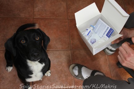 Beautiful Julia in our kitchen in California, about to receive her first dose of Milteforan. Before coming to us, her home was at Animal Rescue Kefalonia (ARK) which struggles valiantly to care for hundreds of animals on a shoestring budget, but does not have enough funds for testing and treatment of all the dogs. Donations made to the group are put to excellent use for needy sweeties like Julia.