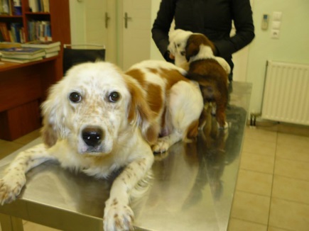 Rhea's previous life of abuse and deprivation had left her wary of new situations. Photo: Anta Papadatou and Peter Lee