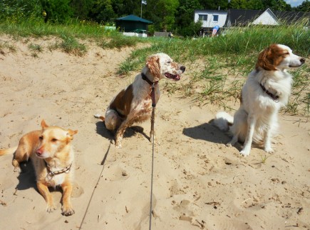 Rhea, now named Molly, enjoying a beach in the Netherlands with her new 'siblings.' Photo: Courtesy Ingrid Kramer