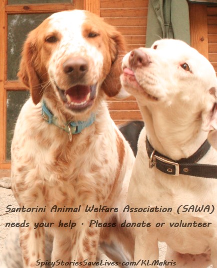 Fabulous dogs like these two, along with cats, donkeys, and other animals need donations for food and care while they await adoption at the SAWA shelter.