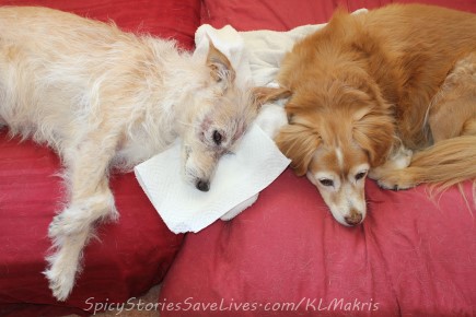 Ailing pets make life hard to plan