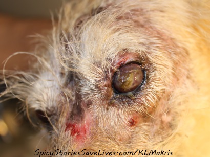 Leishmaniasis permanently blinded Sophia. Now, after treatment, the parasite is much tamer but continues to plague her eyes with inflammation and thick mucus. It rips up her beautiful face with bloody sores and lesions. This all requires hours of daily care, and would have been easily avoided if only we had gotten her re-tested and treated sooner.