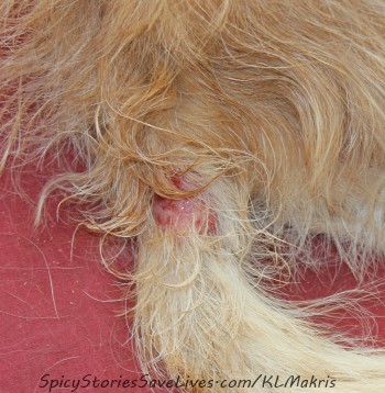 Another stubborn lesion erupted at the base of Sophia's tail.