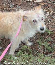 Sophia is amazingly better now, enjoying her meals, twice-daily walks, beloved car rides, and other fun.