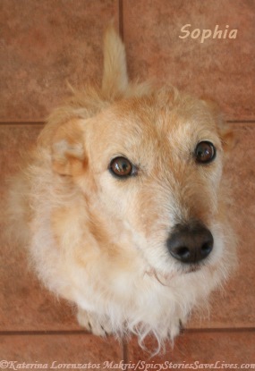 Our sweet Sophia in healthier days, 2010. Unbeknownst to us, the Leishmaniasis parasite lodged inside her, waiting for a chance to flourish. A strong and resilient girl in both body and spirit, she fended it off, exhibiting no symptoms for almost a decade. Then last autumn all heck broke loose.