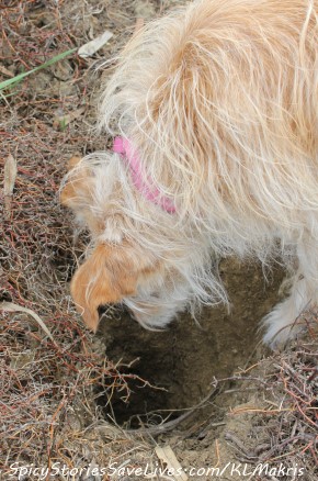 Sophia, after treatment, investigating a bunny tunnel. Last fall, before treatment, her waning strength allowed no such interests.