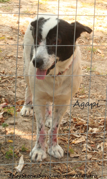 Agapi, eager to meet his new friends, but kept separate for the first couple of days to give the girls, who understandably felt a little nervous and confused, a chance to settle in.