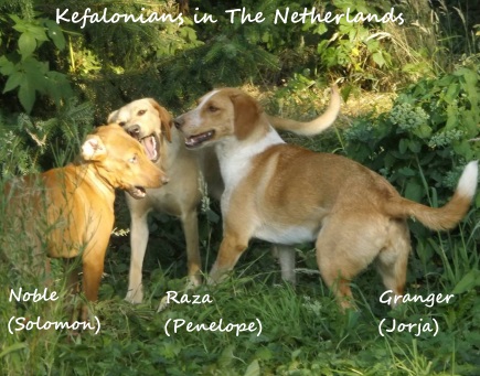 After Mom Alinda adopted Granger and me, she got a foster girl named Penelope (and later named Raza).