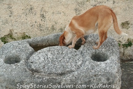 Drinking murky water from old stone artifact