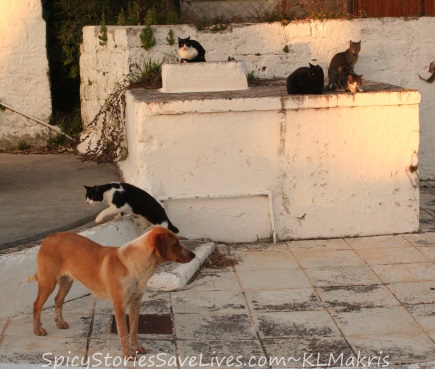 Kitty courtiers