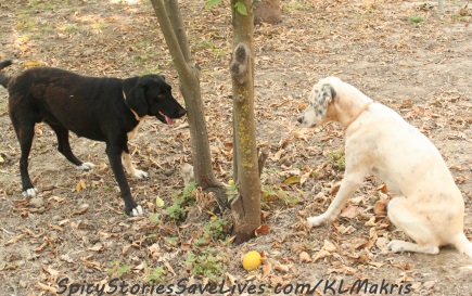 First chase around the orange trees