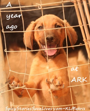 Happy adoption anniversary to Greek pup rescued by tourists from car traffic