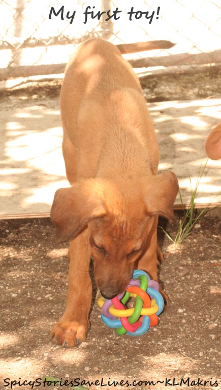 In our special puppy pen at our foster home in Svoronata we could play with our very own toys.