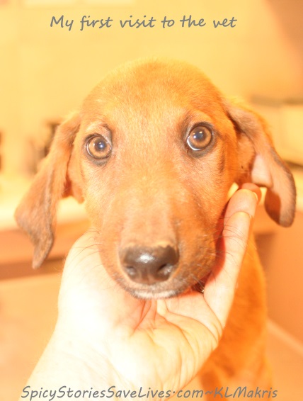 ARK volunteer Melissa Beamish and the Crazy Cal-Kef lady took the three other pups and me to see Dr. Spiridoula Vavasi in Argostoli. We had lots of fleas and worms. At ARK they tried to de-flea us but there are so many that they just kept jumping back on. Yuck.