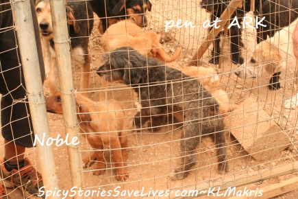 Pens get crowded at ARK because there’s not enough space or money for all of us who need help. You can barely even see me squeezed in over there on the left. We puppies had to be careful not to make the big dogs mad.