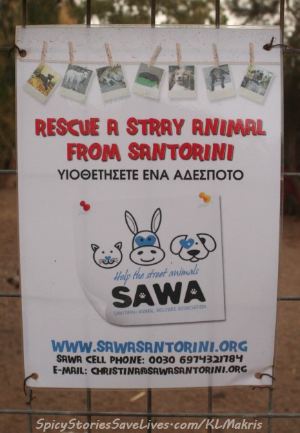When I had the pleasure of revisiting Santorini in 2011, friend and fellow rescuer Danae Christodoulou took me to see the SAWA shelter.