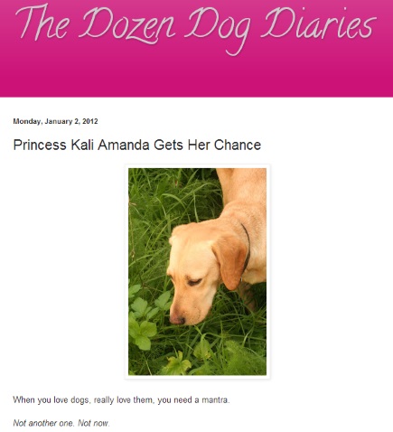 Kali and I met on the day after Christmas on Greek island of Kefalonia, where she wandered the streets limping and hungry