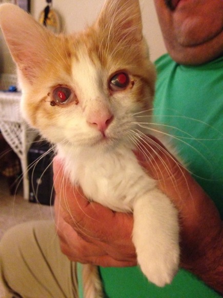 “Francis doesn't know what love looks like, but thanks to Animal Rescue of the Rockies, he will now know what it feels like!” proclaims one LoveAnimals.org page about an adorable orange kitten blinded by a painful eye condition.“We learned from a vet who contacted Animal Rescue of the Rockies that a kitten with a similar eye condition received a treatment that improved her eyes in three weeks. We're going to try this treatment on Francis first to see if he has similar success.” The group seeks to raise $2,500. Photo: Animal Rescue of the Rockies