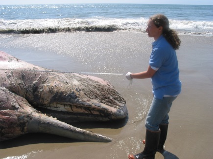 “Channel Island Cetacean Research Unit (CICRU) is a new nonprofit that just began responding to and collecting health assessment samples from dead whales, dolphins, and porpoises,” explains CICRU's LoveAnimals.org page. “Our goal is to collect samples for health assessments as well as general natural history from as many animals as conditions allow.” The group seeks $5,500. Photo: Channel Island Cetacean Research Unit (CICRU)