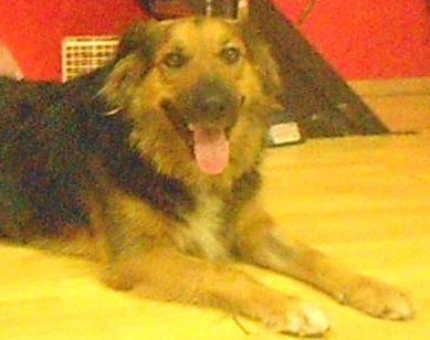 $100 donation for 100 Facebook ‘Likes’! Help street dog Nifa fly to her new home