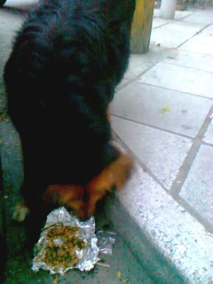 Street dogs like Nifa must survive on whatever leftovers or garbage they can scavenge. Photo: Dafni Ioannou