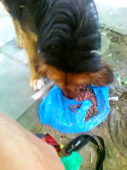 Dafni fed Nifa to keep her going till she could figure out a way to resuce her Photo: Dafni Ioannou