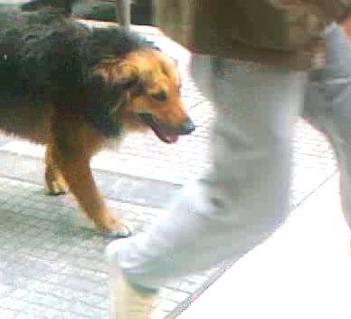 Nifa tried to connect with people on the street, but most ignored her. Photo: Dafni Ioannou
