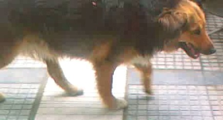 Nifa roamed the streets alone and unwanted. Photo: Dafni Ioannou