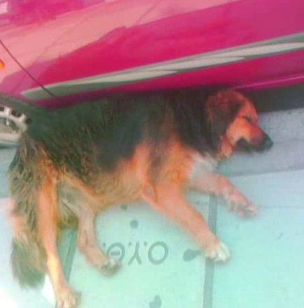 Nifa struggled to find a safe place to rest.