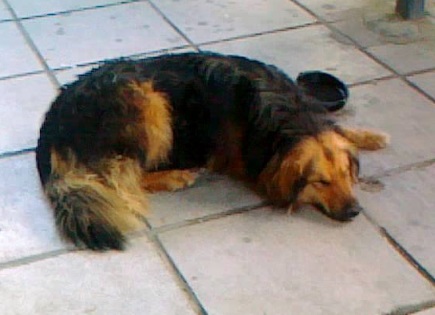 Growing weary and weak, Nifa slept on the hard, comfortless pavement. exposed to the elements in all type of weather. Photo: Dafni Ioannou
