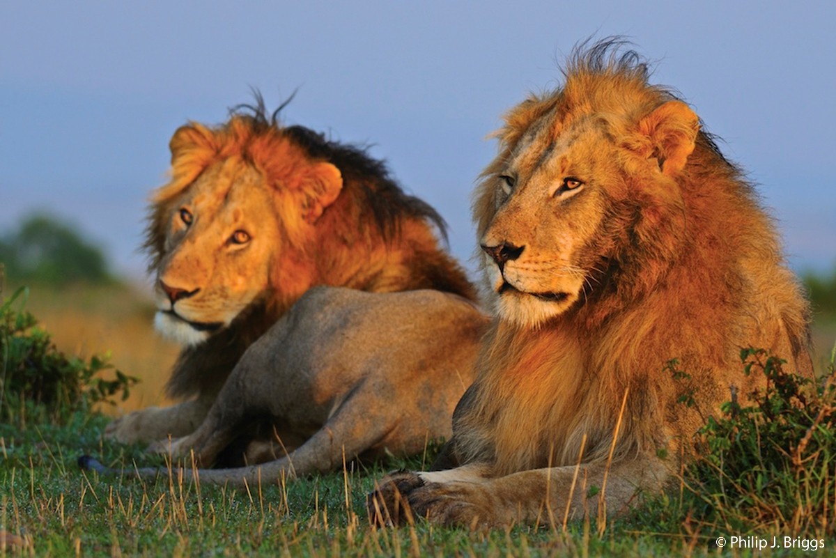 LoveAnimals.org: New crowdfunding site just for animal causes