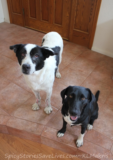 A few hours after his vomiting episode, Agapi started to act chipper again and waited eagerly with Julia by the door for a walk.