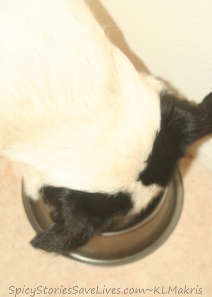 If the dog can keep down small amounts of food without vomiting, that's a good sign.