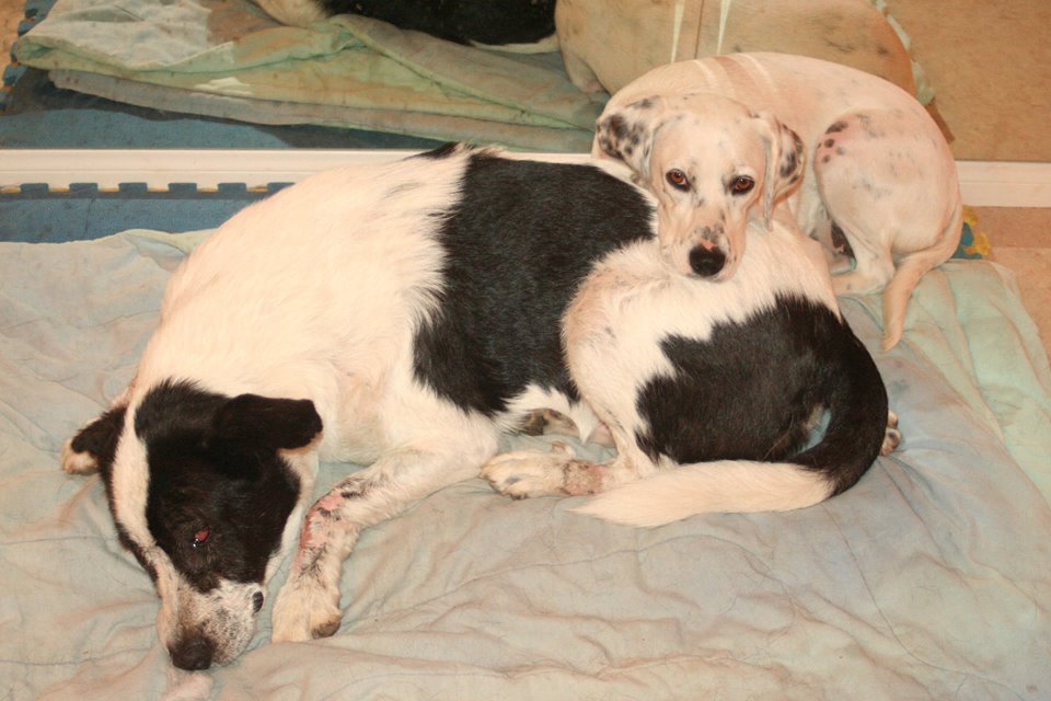 Despi (back) comforted Agapi (front) after he threw up six times in about half an hour, poor guy.