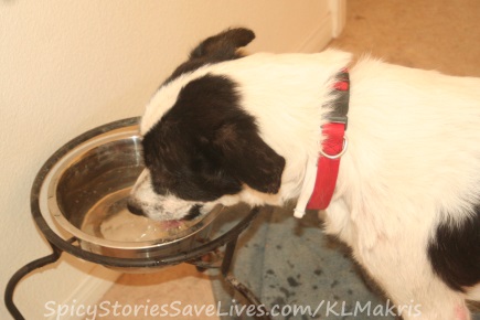 Preventing dehydration is important if your dog has been vomiting frequently.