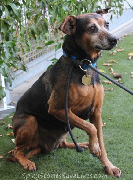 Rescue Diva helps save terrified mom and puppy from Los Angeles hoarder