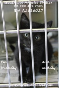 U.S. shelters overflow with healthy sweeties like this seven-week-old kitten.