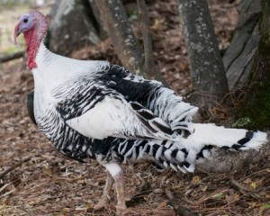 Bogart will enjoy a happy Thanksgiving. Photo: Terese Hukill-DeRock