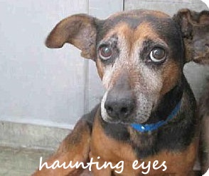 Haunting photo triggers rescue of terrified shelter dogs