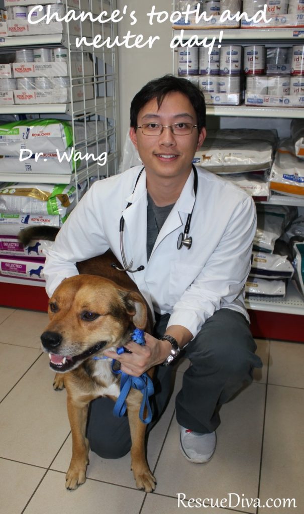 Vet hospital helps with costs of rescuing battered dog