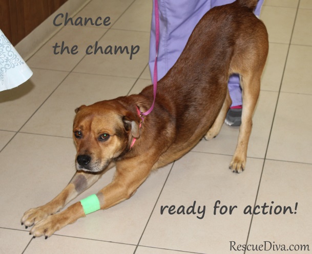 San Diego Animal Support Foundation helps rescue sweet dog who was punched by owner
