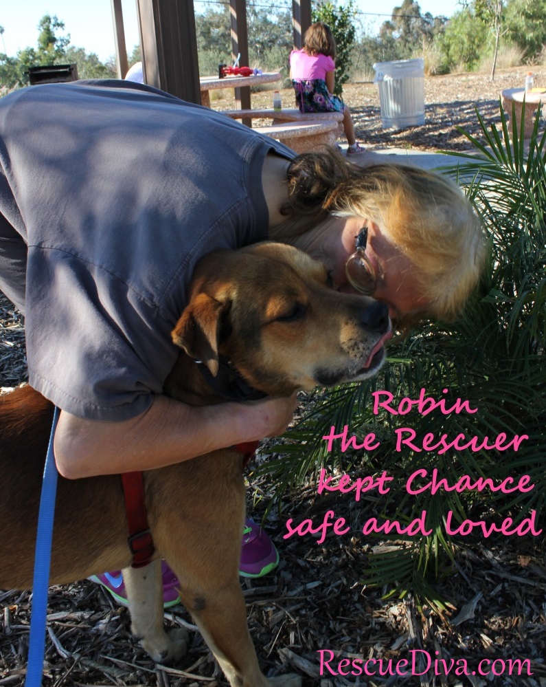 Cuddly, mellow dog rescued from owner who punched and kicked him, now needs home