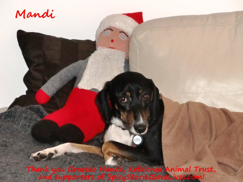 The miracle of rescue: Dog goes from sick, pregnant, street waif to pampered princess