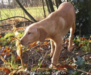 Theseus enjoyed the sunshine in his foster mom's garden.