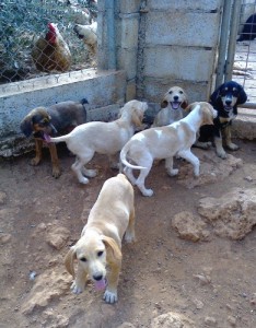 Theseus frolicked with his “blended family” members at the pet hotel in Kefalonia.